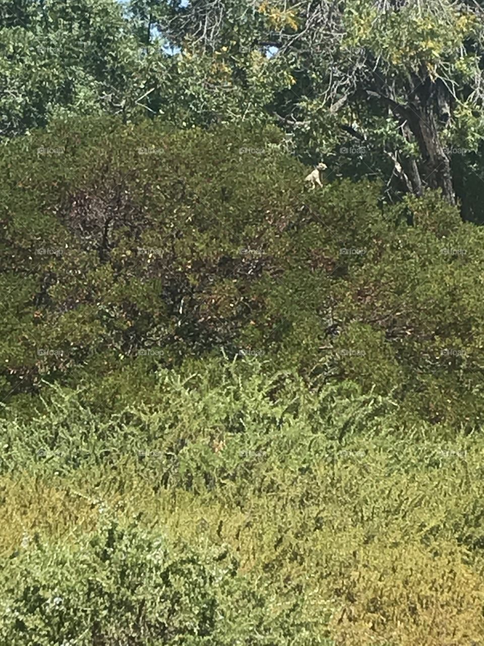 Shrubs along a neighborhood trail