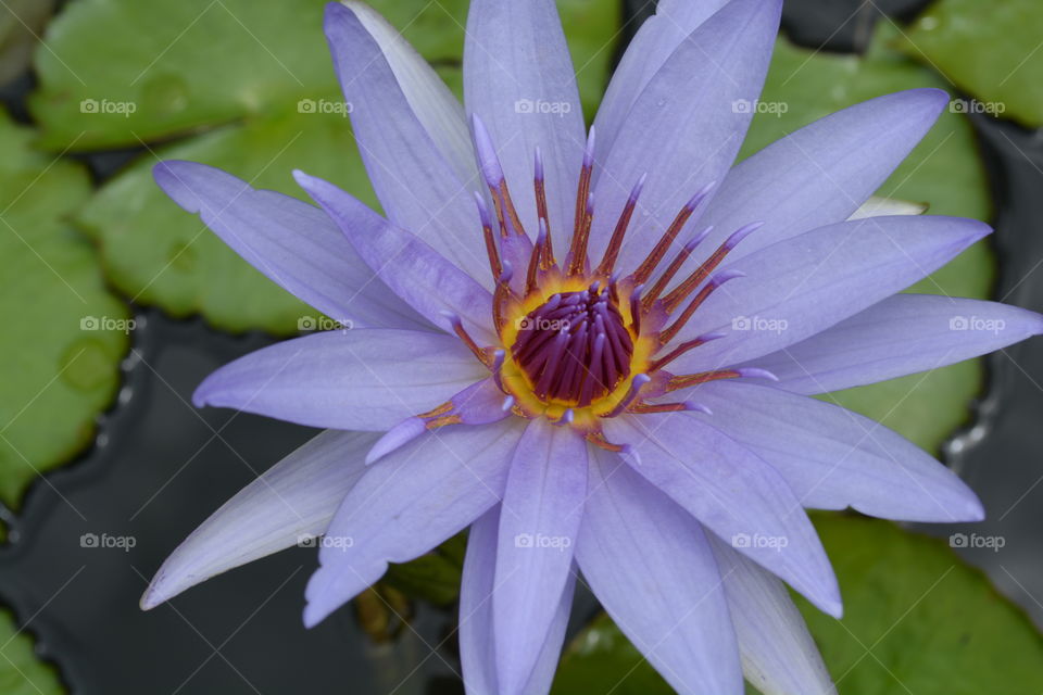 Lotus flower and lily pads in a pond