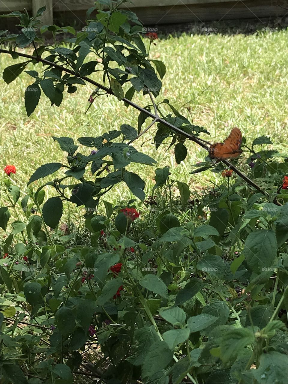 Butterfly garden