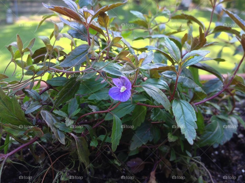 PURPLE FLOWER IN PLANTER