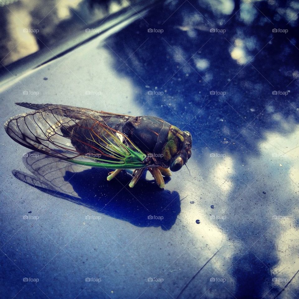 cicada season