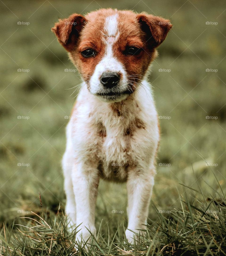 A Sad Puppy Looking The Camera