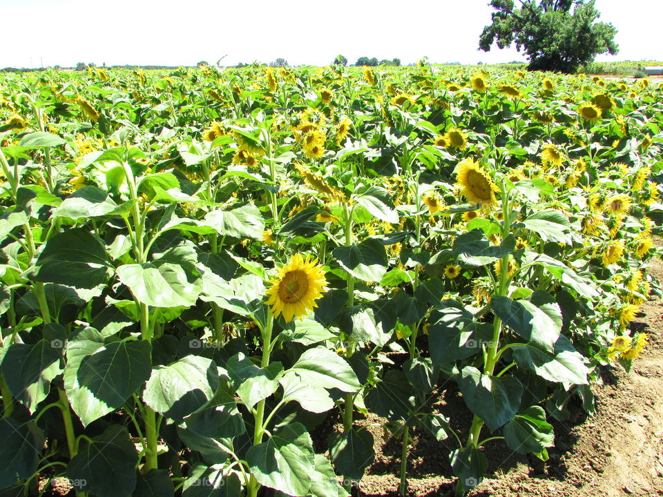 yellow and green sunflower seeds field