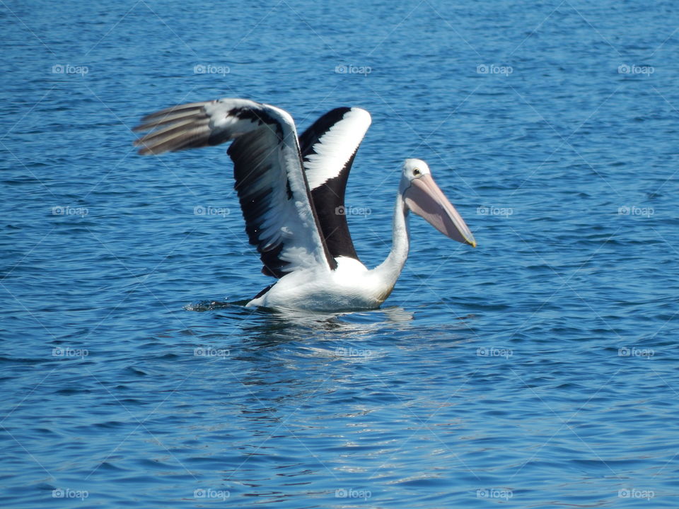Pelican with wings spread