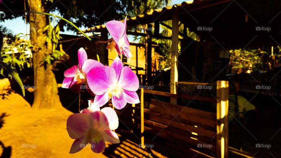 As flores de uma orquídea no quintal simples em uma tarde de sol.