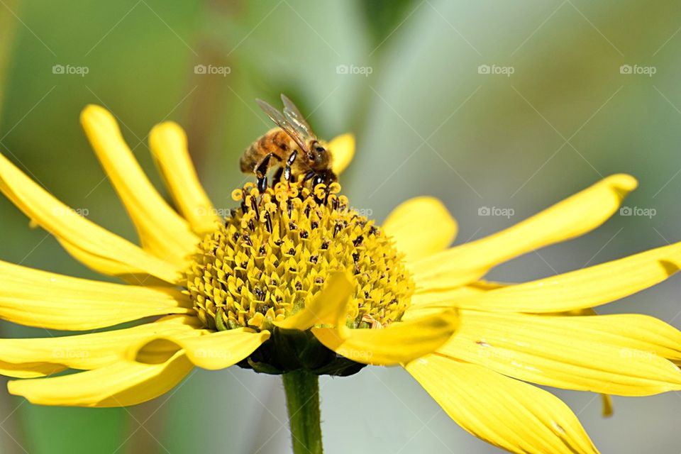 Flower and bee