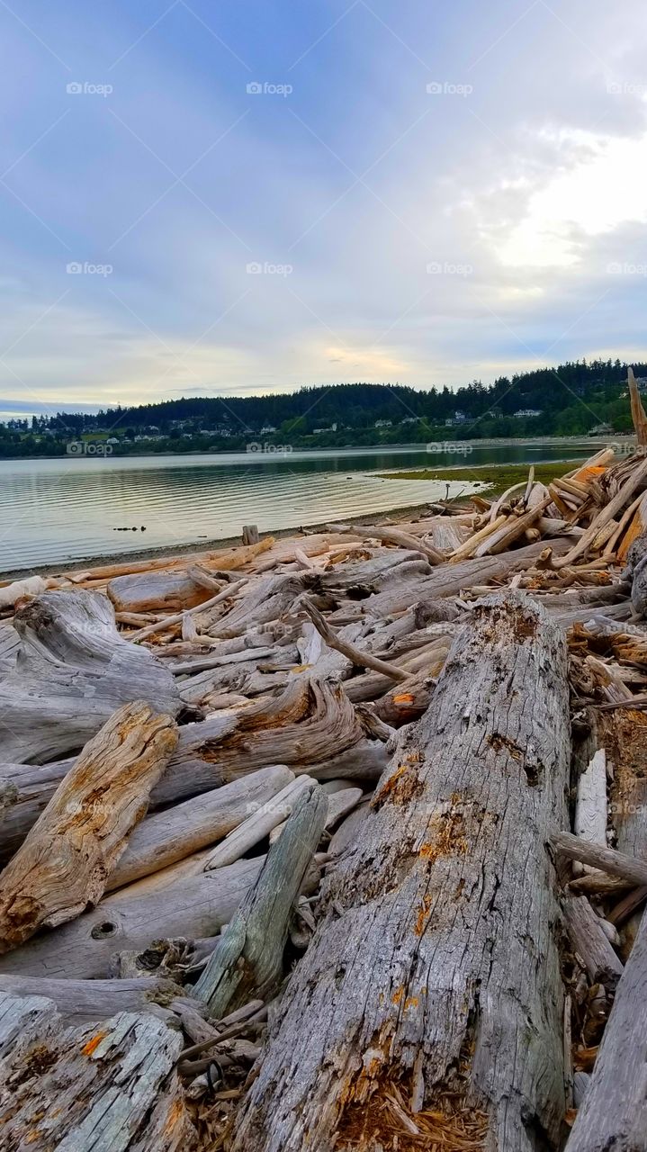 Driftwood Beach