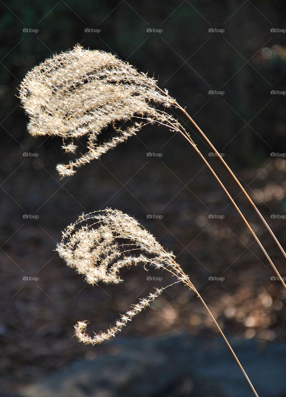 flowers nature outdoors grasses by wme