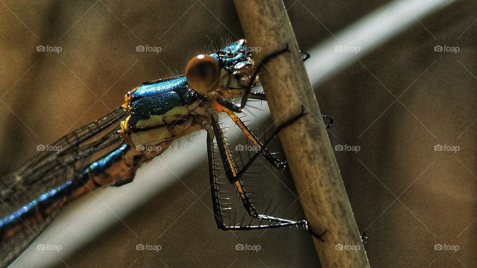 Tiempo de bichos 
Libélula