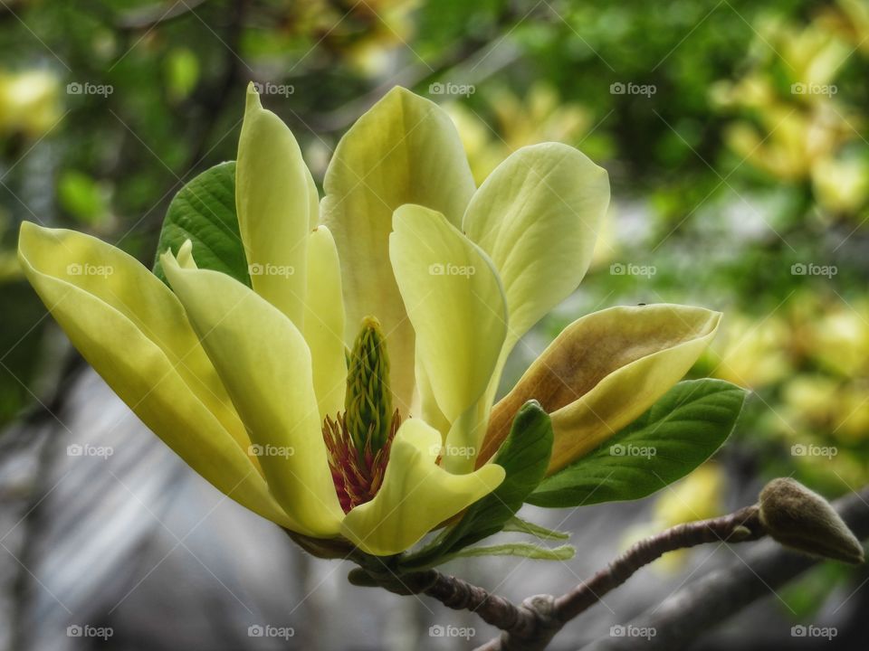 Magnolia flower