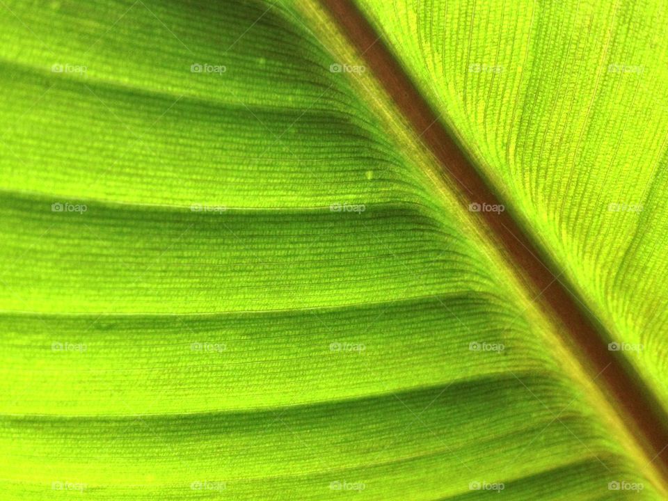 Banana leaf artsy 
