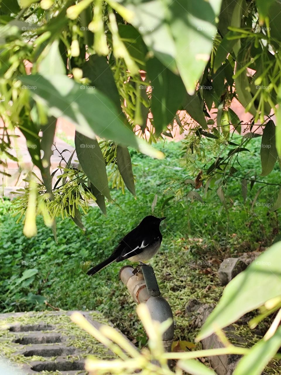 A beautiful black-and-white Oriental Magpie-Robin perches gracefully on a metal pipe amidst lush greenery. The bird's sleek black feathers contrast with its white markings, while dappled sunlight filters through the hanging leaves of a tree.