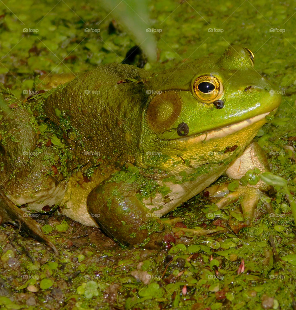 Green Frog! Green is one of the most common colors! There are many shades of green, pale, dark and strong and bright and full of color! 
