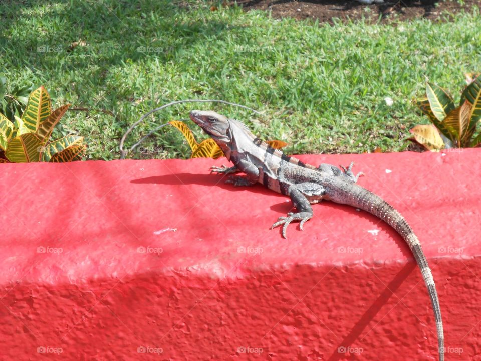 Relaxing in the warm sunny day