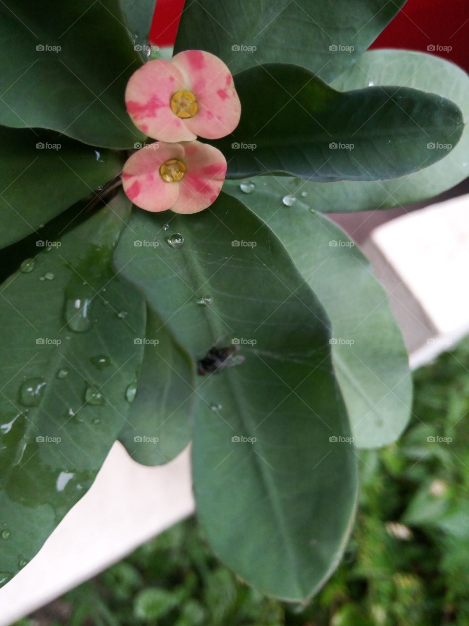 Nature, Leaf, Flora, No Person, Growth