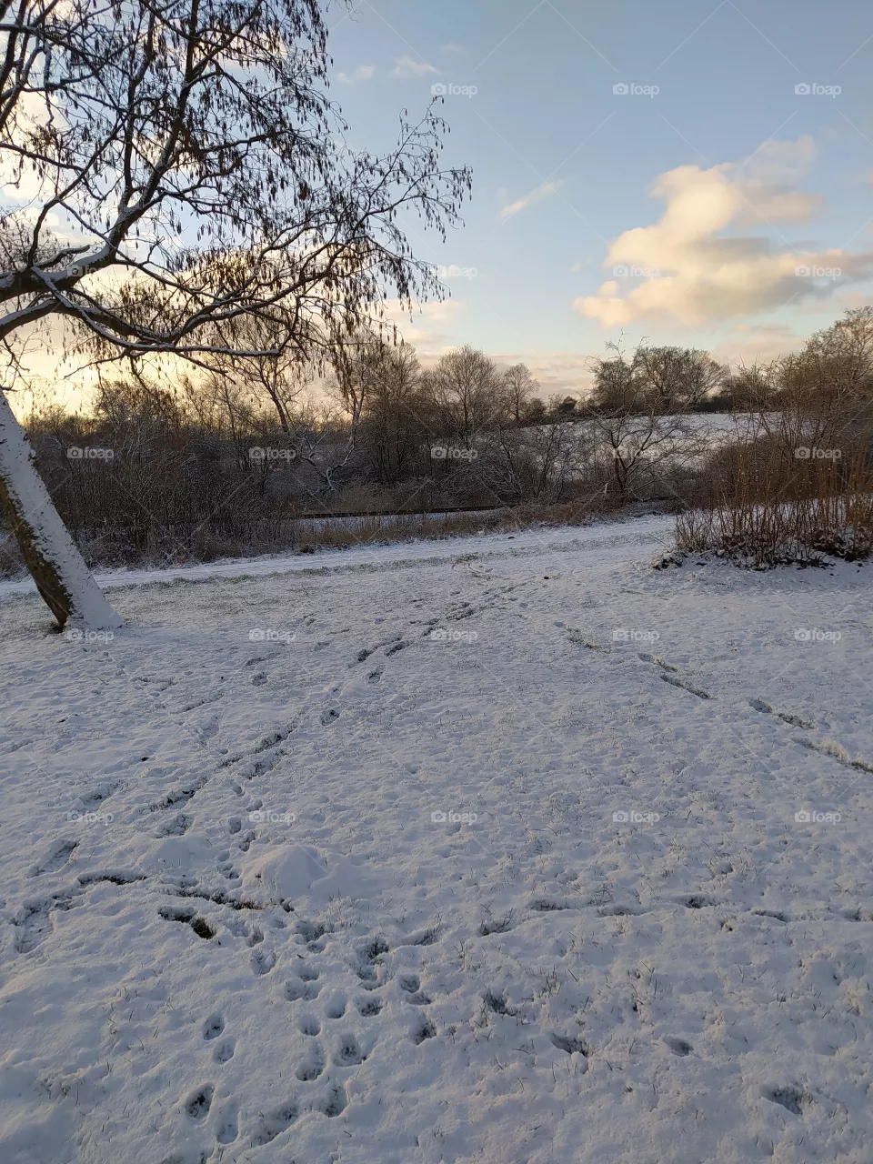 Tracks in the snow