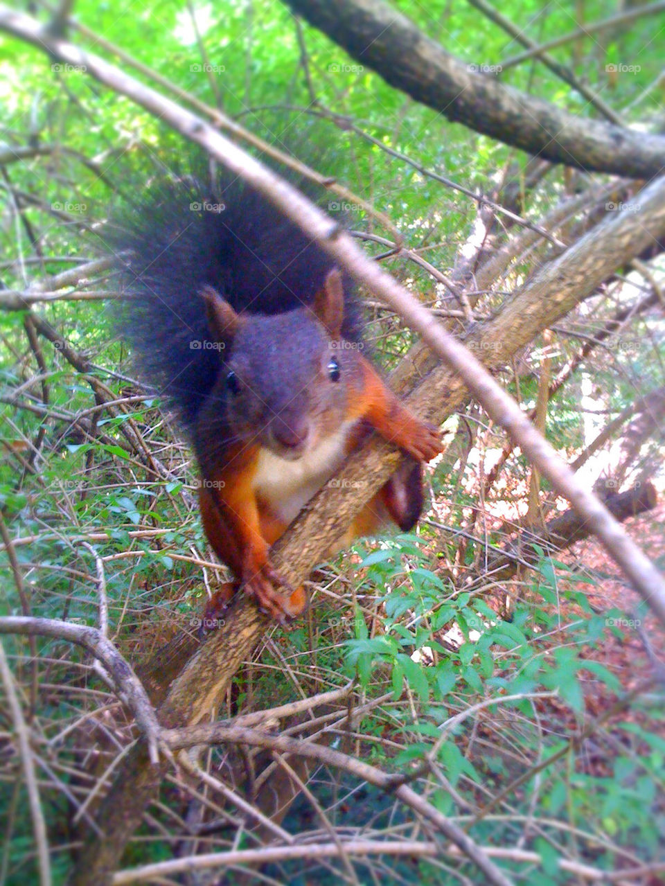 nature animal squirrel slovenia by carbide73