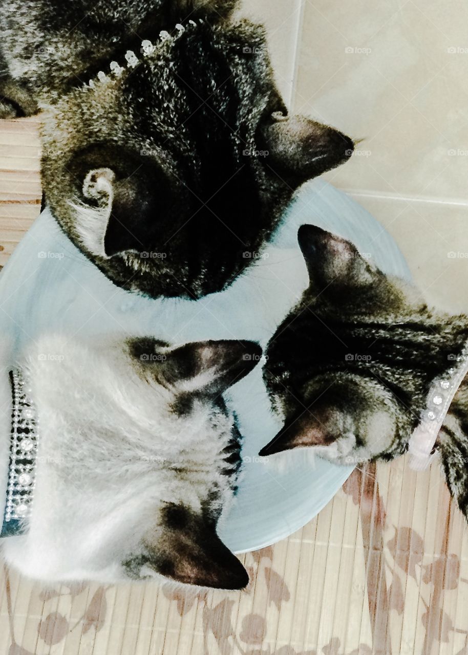 Cats sharing milk