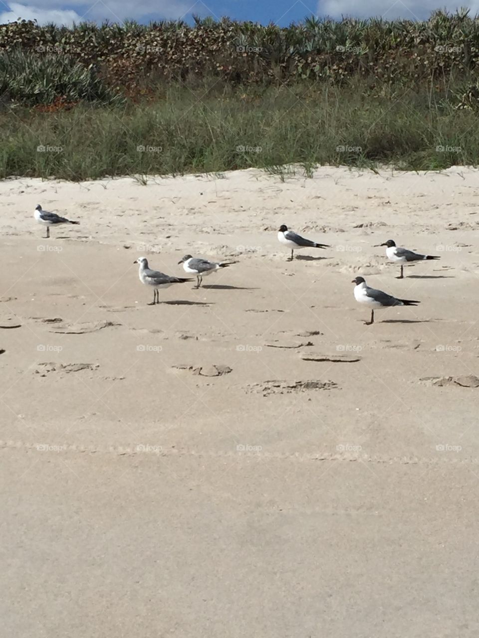 Birds on Playalinda Beach 