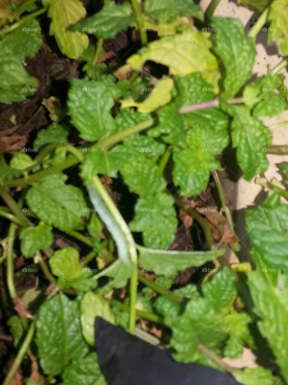 caterpillar on my mint plant
