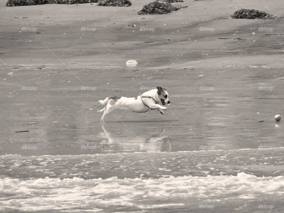 Action b&w landscape - A Jack Russell Terrier is having fun chasing and leaping to catch the ball