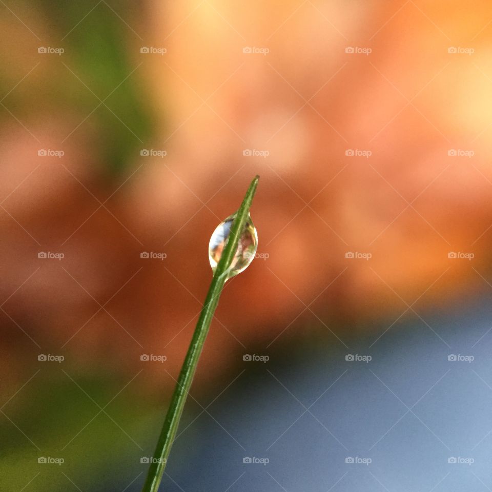 Nature, Flora, Leaf, Dew, Garden