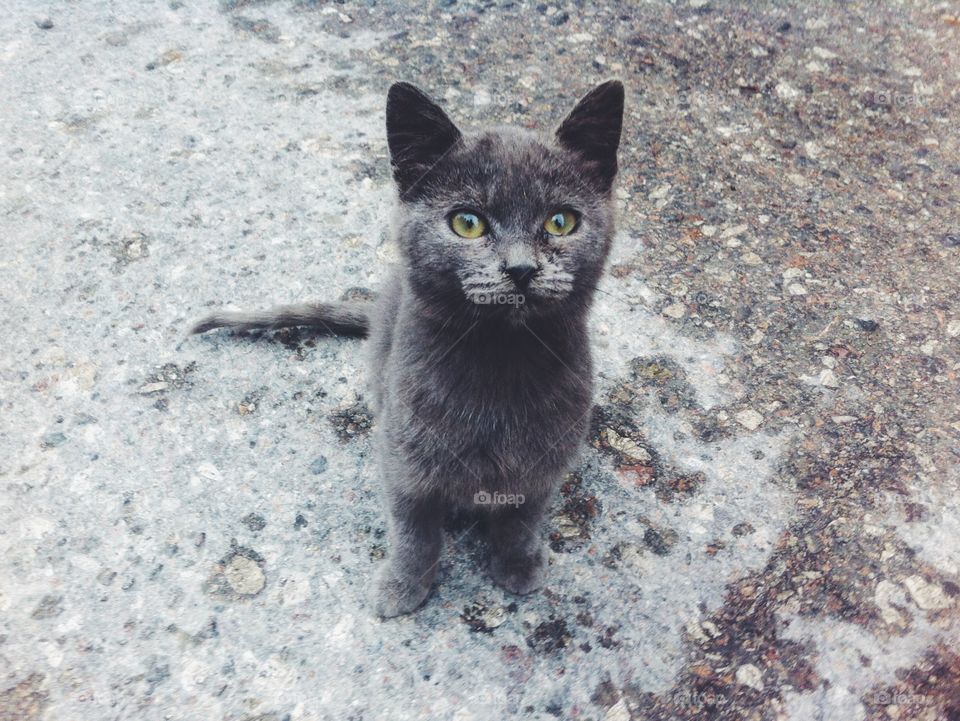 Cat, No Person, Cute, Mammal, Portrait