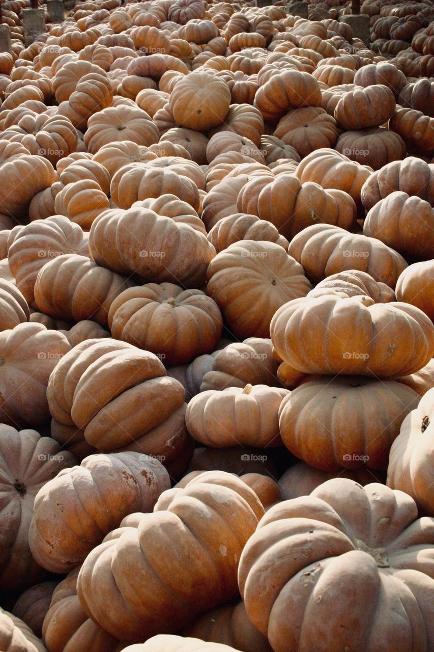 Many pumpkins.   🎃