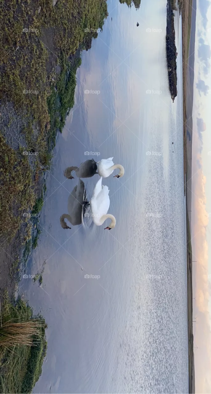 Two Swans. 