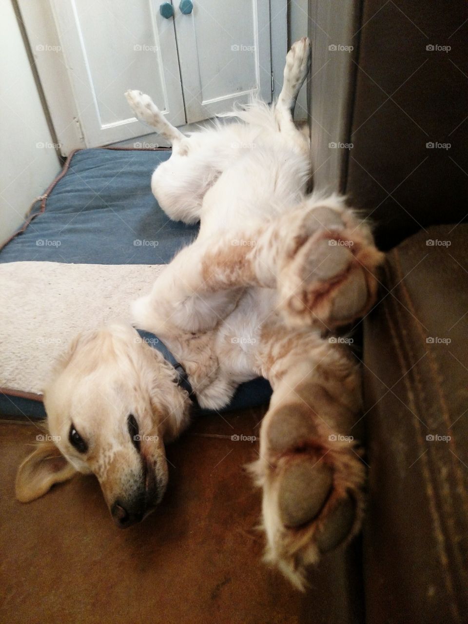 stretch pup