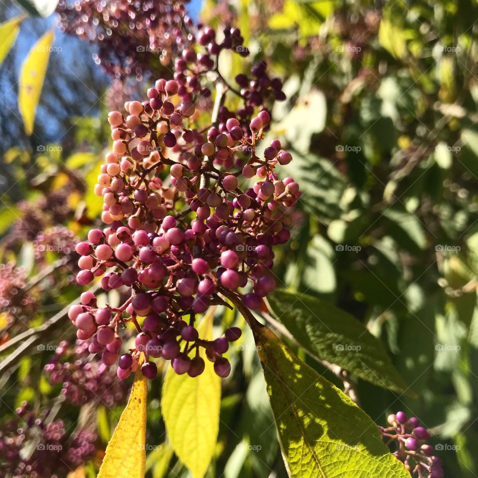 Closeup of purple berry cluster and green leaves