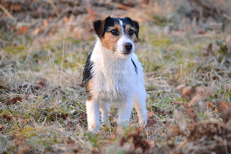 Cute jack russell terrier