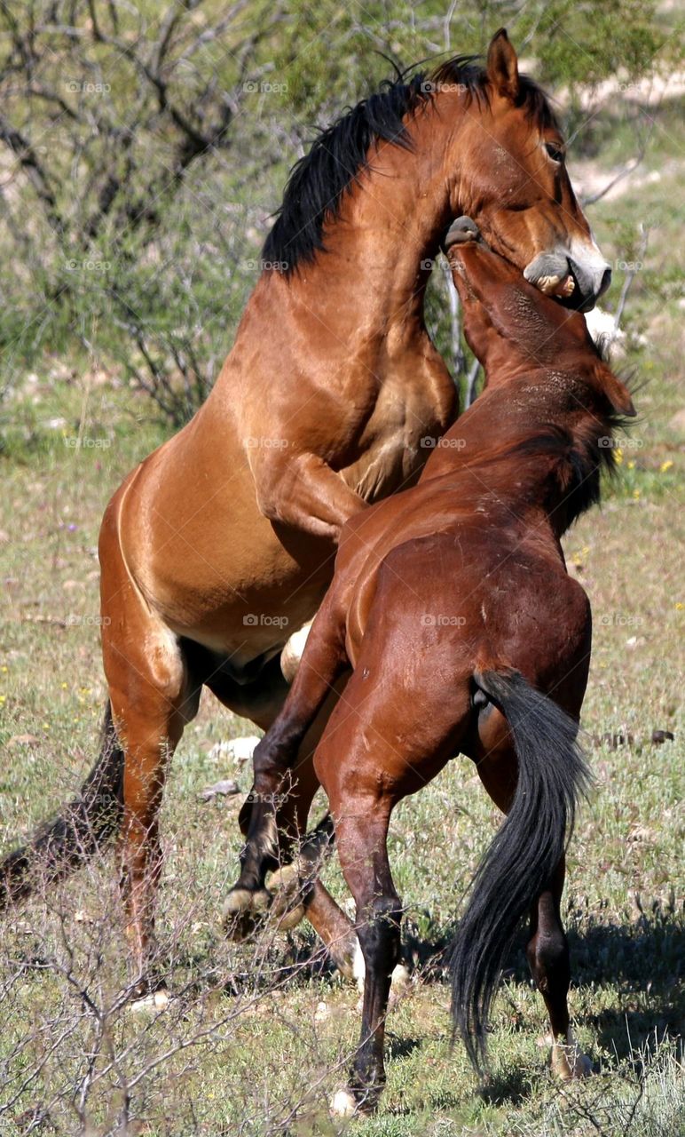 Wild Stallions Sparring in Desert
