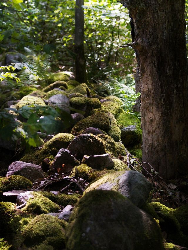 In the forest 