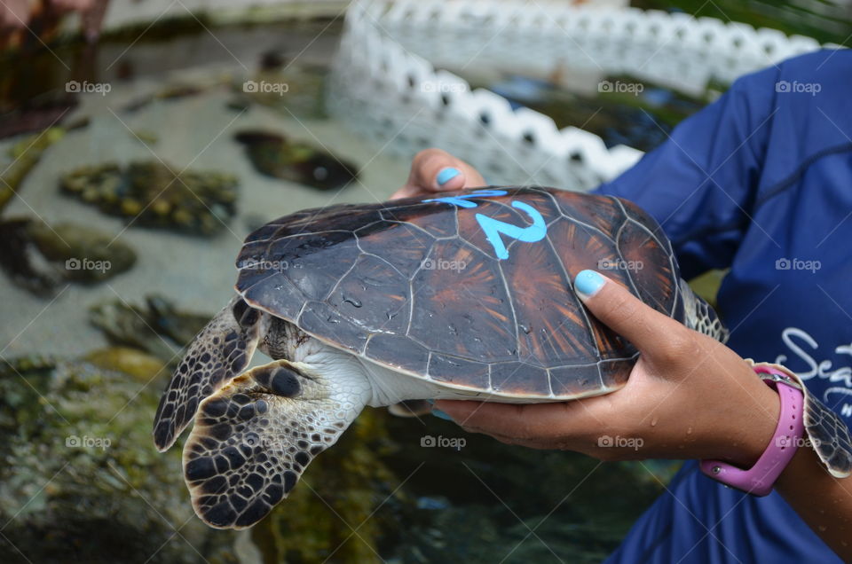 Turtle Show. Worker at Sea Life Park Hawaii showing green sea turtle to kids.