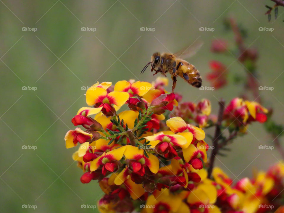 Bee collecting pollen on red and yellow flowers.
