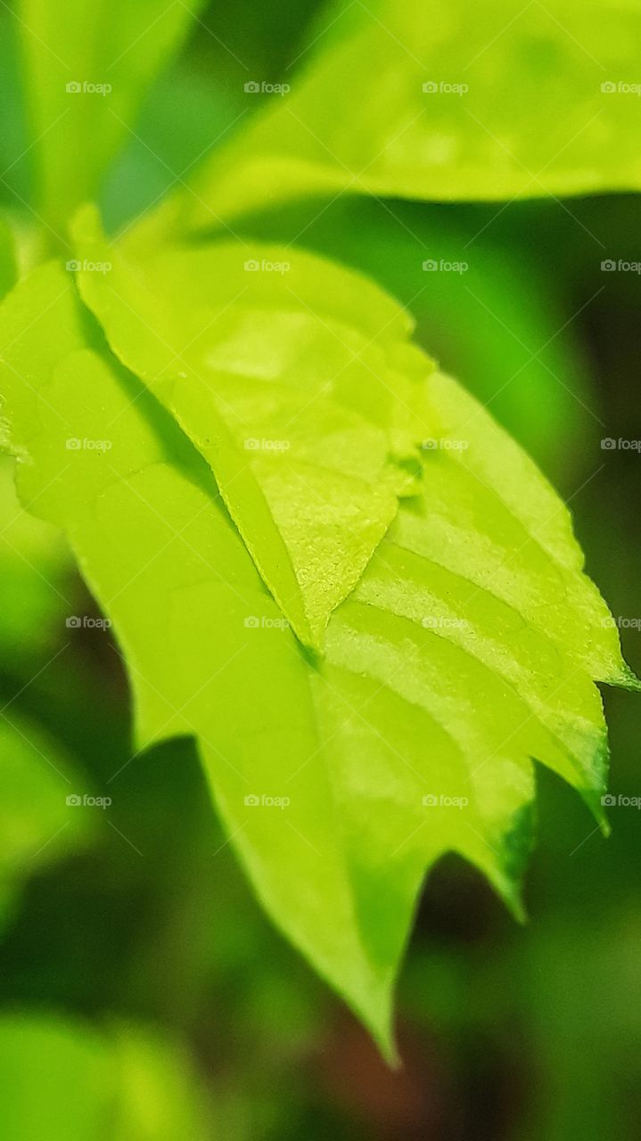 Green leaf