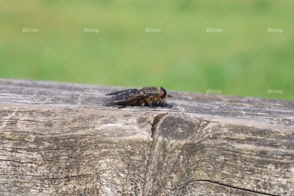 A close up of a insect