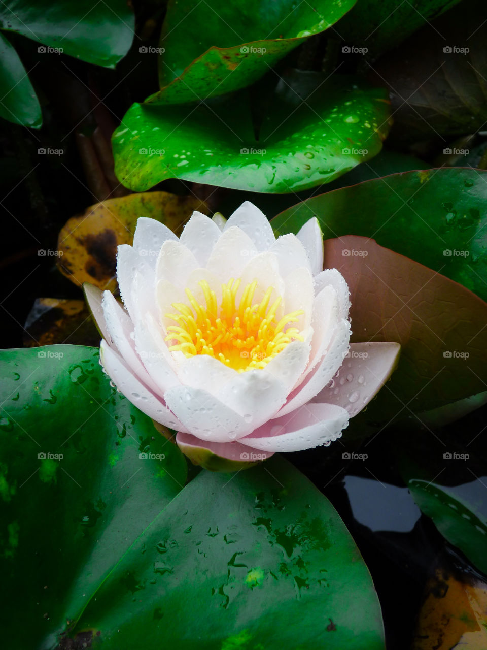 white water lily. white water lily
