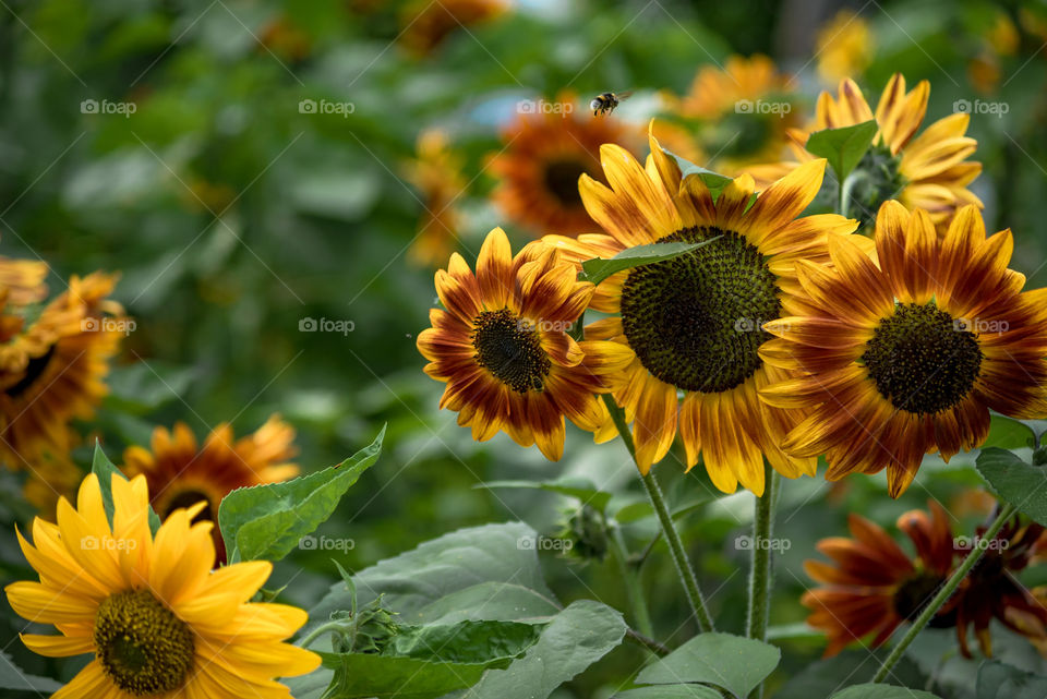 sunflowers bees and bumblebees