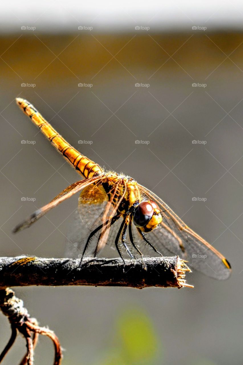 Yellow dragonfly