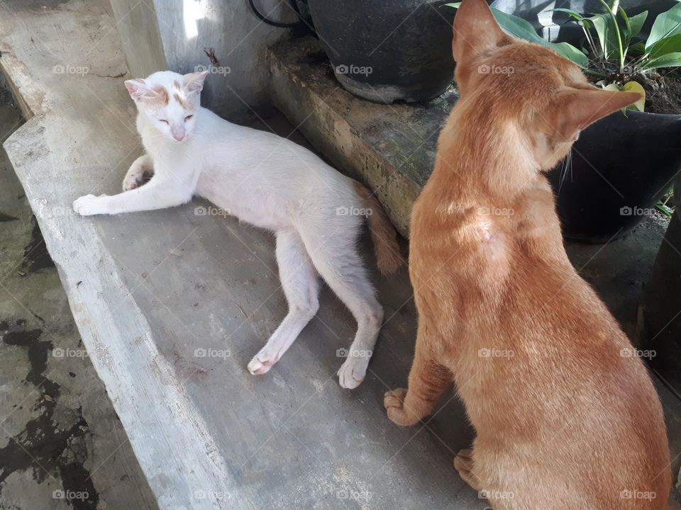 collection of cute and adorable cats