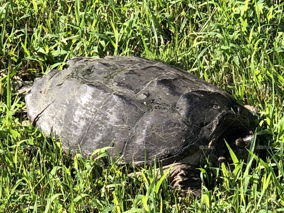 Snapping Turtle 