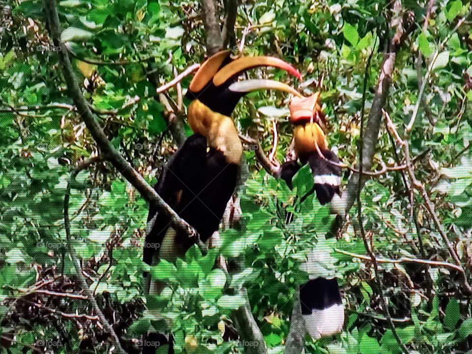 Birds between branch of trees