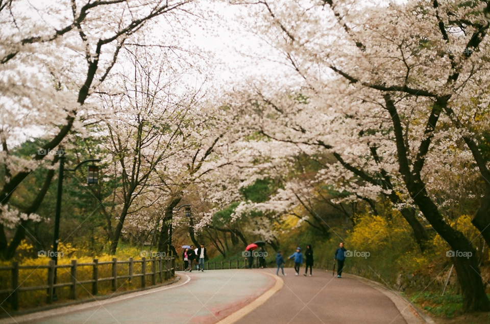 Seoul Spring Walk