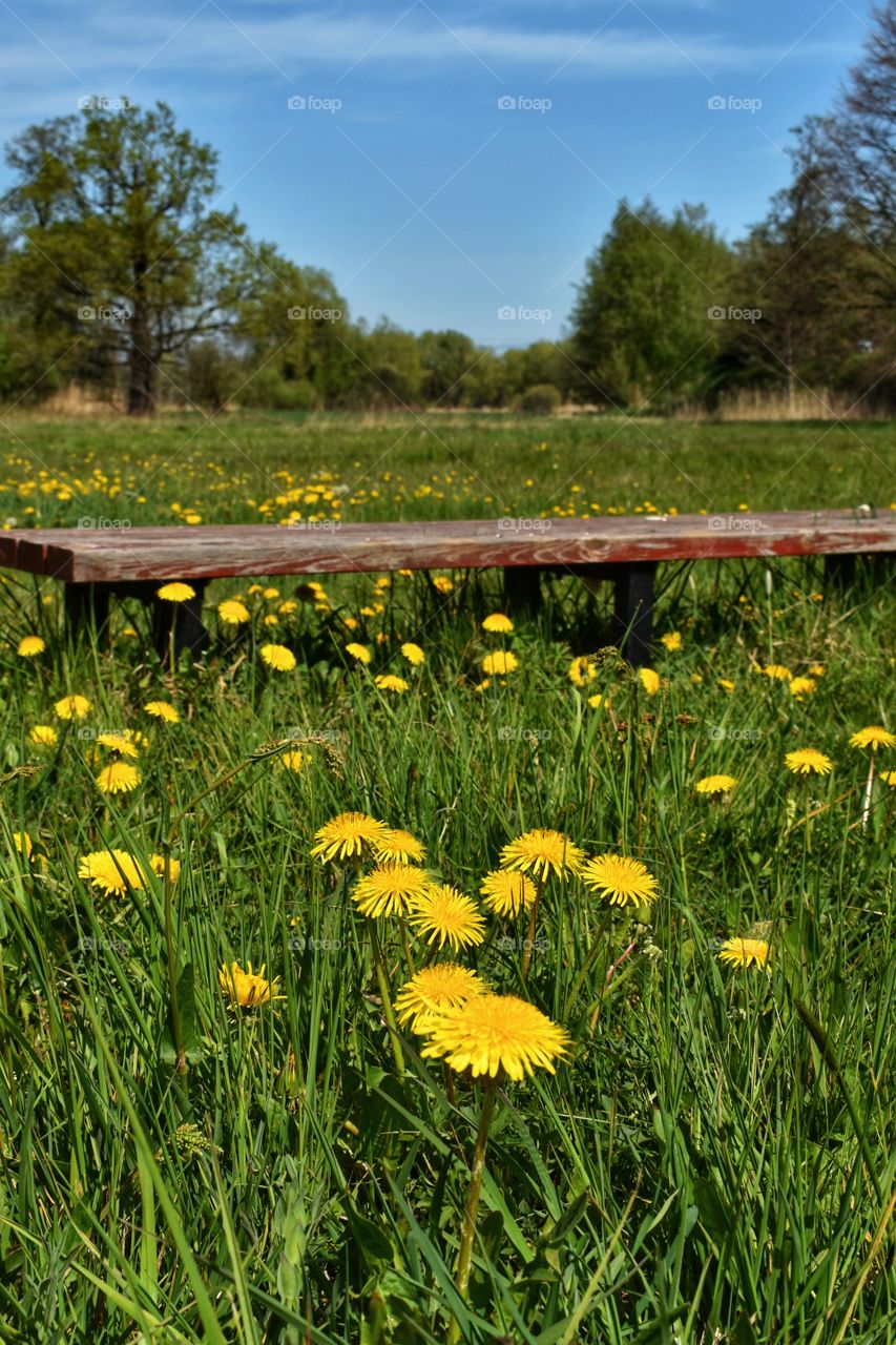 Bench on a meadow of common nuns