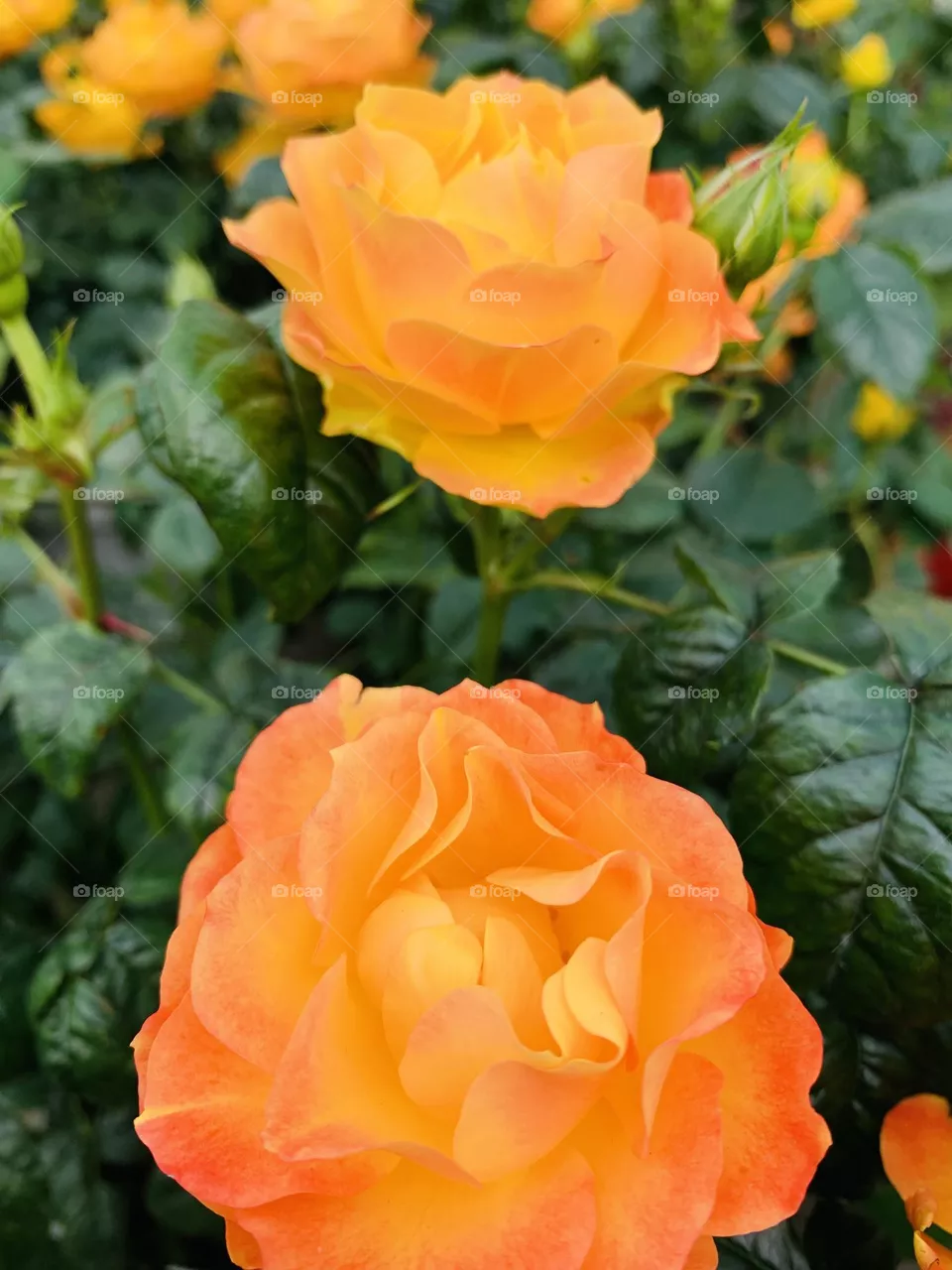 Roses