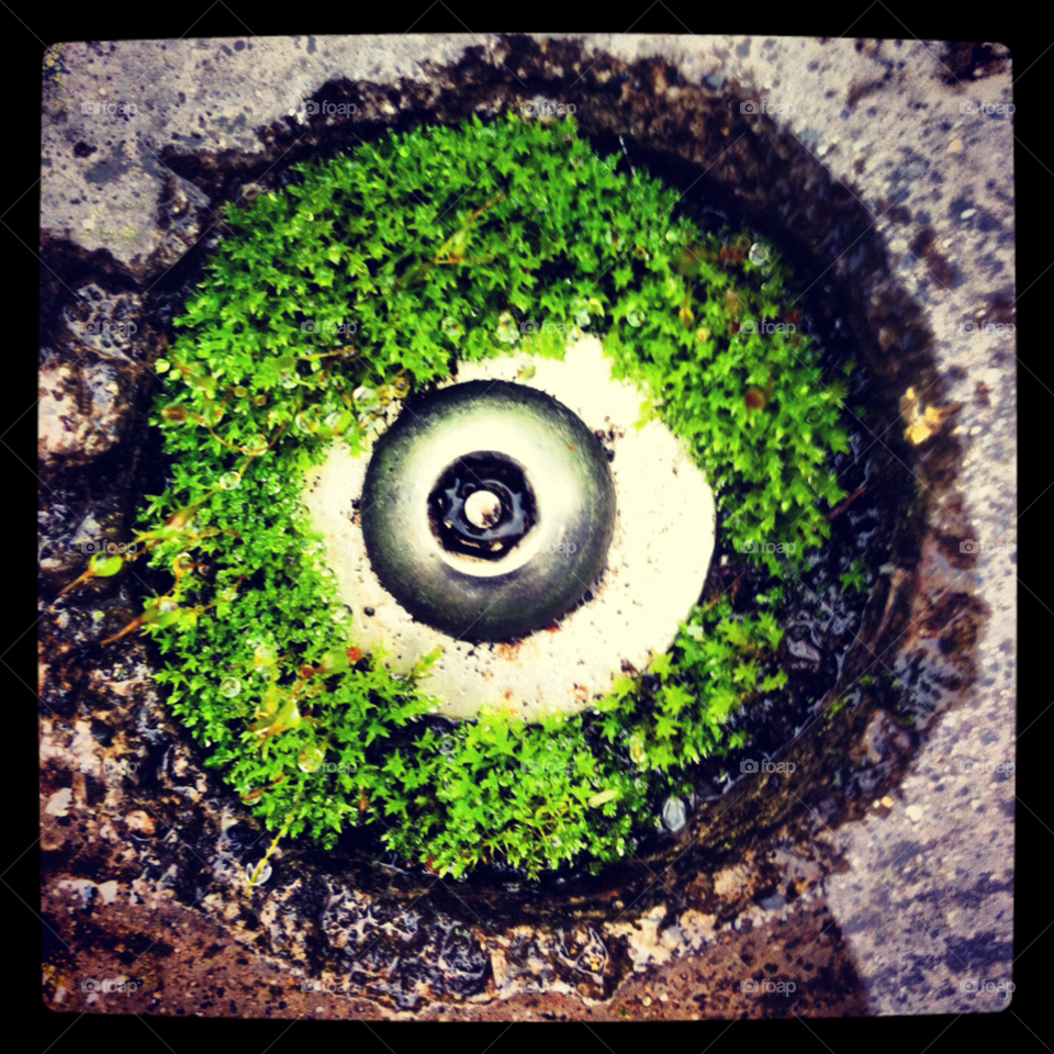 green macro moss bolt by RobDunneIt