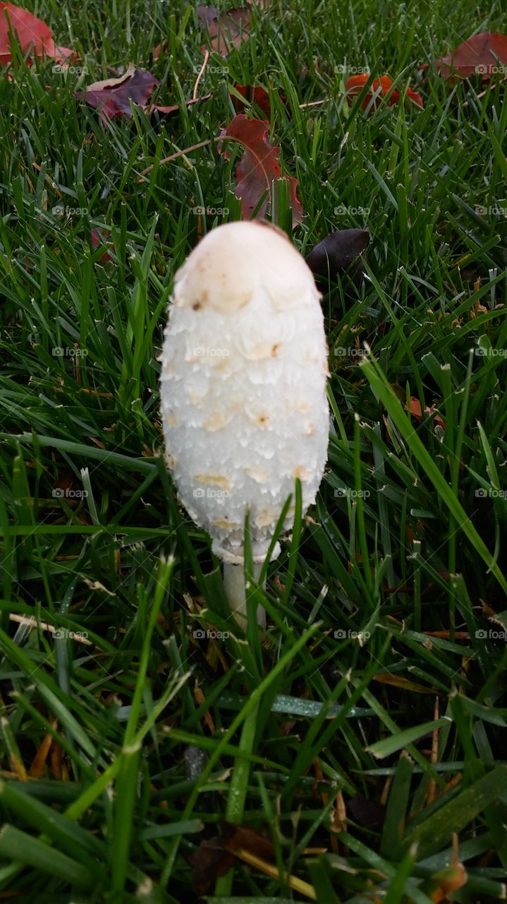 mushroom