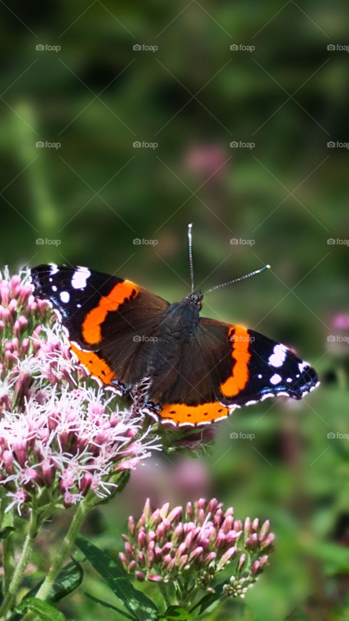 A Beautiful Butterfly